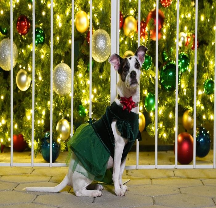 Munn Park Family Photos from First Friday December 5